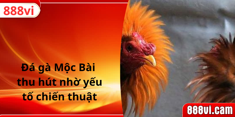 Đá gà Mộc Bài thu hút nhờ yếu tố chiến thuật