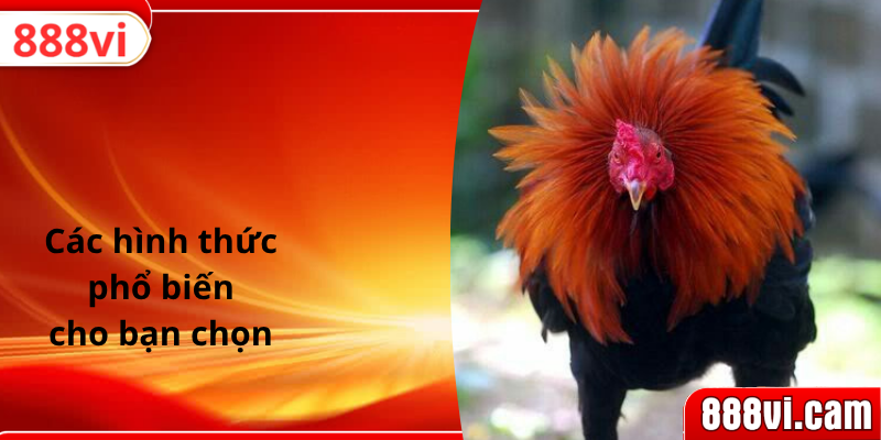 Các hình thức phổ biến cho bạn chọn