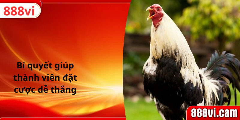 Bí quyết giúp thành viên đặt cược dễ thắng