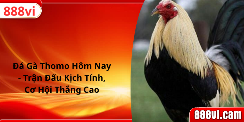 Đá Gà Thomo Hôm Nay - Trận Đấu Kịch Tính, Cơ Hội Thắng Cao
