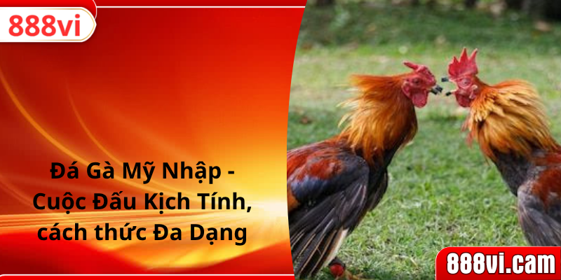 Đá Gà Mỹ Nhập - Cuộc Đấu Kịch Tính, cách thức Đa Dạng